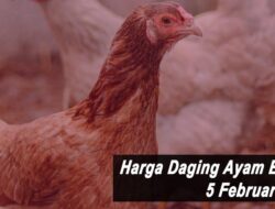 Harga Ayam Broiler Hari Ini Sabtu 5 Februari 2022: Harga di Jateng Berkisar Rp 18.000 per Kilogram