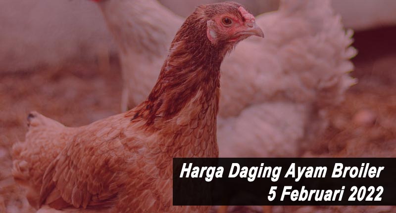 Harga Daging Ayam 5 Februari 2022