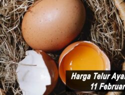 Harga Telur Ayam Ras Hari Ini Jumat 11 Februari 2022: Harga di Blitar Stabil di Rp 16.500