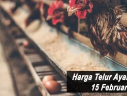 Harga Telur Ayam Ras Hari Ini Selasa 15 Februari 2022: Harga di Kediri Naik Rp 500