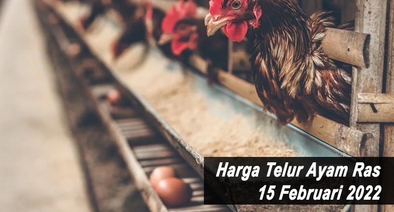 Harga Telur Ayam Ras 15 Februari 2022