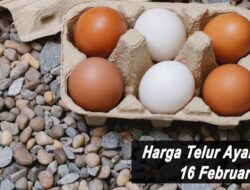 Harga Telur Ayam Ras Hari Ini Rabu 16 Februari 2022: Harga di Blitar Masih Stabil di Rp 16.300