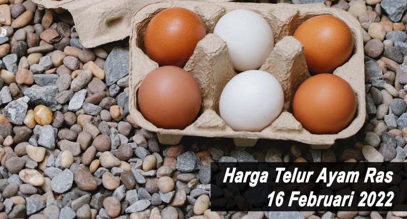 Harga Telur Ayam Ras 16 Februari 2022