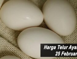 Harga Telur Ayam Ras Hari Ini Jumat 25 Februari 2022: Harga di Blitar Stabil di Rp 17.000