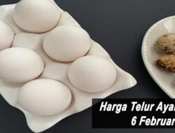 Harga Telur Ayam Ras Hari Ini Minggu 6 Februari 2022: Harga di Surabaya Naik Rp 700 per Kilogram