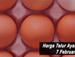 Harga Telur Ayam Ras Hari Ini Senin 7 Februari 2022: Harga di Blitar Turun Rp 100