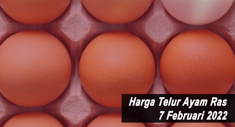 Harga Telur Ayam Ras 7 Februari 2022
