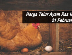 Harga Telur Ayam Ras Hari Ini Senin 21 Februari 2022: Harga di KalSel Naik Rp 1.000