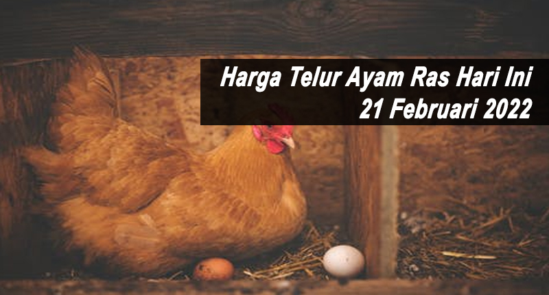 Harga Telur Ayam Ras Hari Ini 21 Februari 2022
