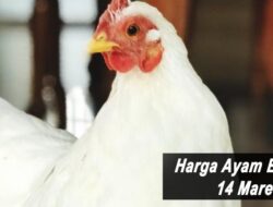 Harga Ayam Broiler Hari Ini Senin 14 Maret 2022: Harga di Bali Stabil di Rp 21.000