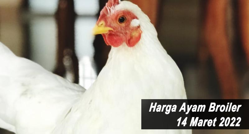 Harga Ayam Broiler 14 Maret 2022