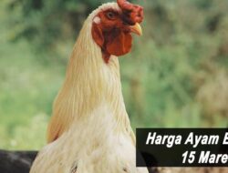 Harga Ayam Broiler Hari Ini Selasa 15 Maret 2022: Harga di Jawa Timur Masih di Rp 20.000