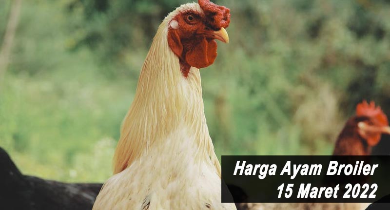 Harga Ayam Broiler 15 Maret 2022