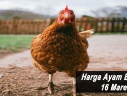 Harga Ayam Broiler Hari Ini Rabu 16 Maret 2022: Harga di KalSel Masih Stabil di Rp 24.000