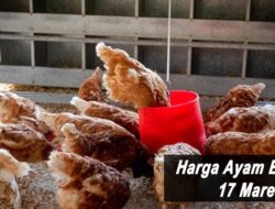 Harga Ayam Broiler Hari Ini Kamis 17 Maret 2022: Harga di JaTeng Masih Belum Beranjak di Rp 19.500