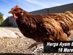 Harga Ayam Broiler Hari Ini Jumat 18 Maret 2022: Harga di Jawa Timur Naik Rp 500