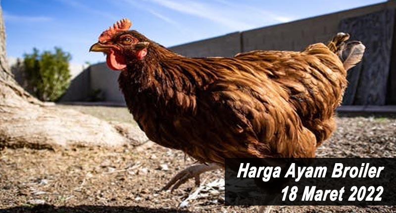 Harga Ayam Broiler 18 Maret 2022