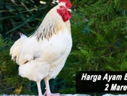 Harga Ayam Broiler Hari Ini Rabu 2 Maret 2022: Harga di Bali Masih Stabil di Rp 17.500