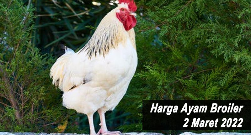 Harga Ayam Broiler 2 Maret 2022