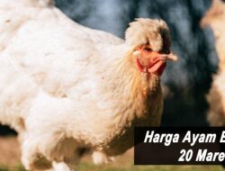 Harga Ayam Broiler Hari Ini Minggu 20 Maret 2022: Harga di Jawa Tengah Naik Rp 500