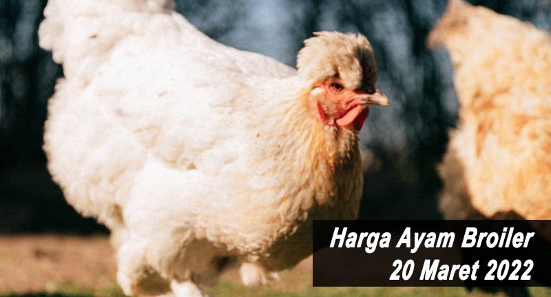 Harga Ayam Broiler 20 Maret 2022