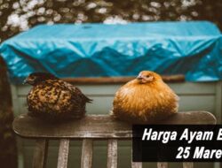 Harga Ayam Broiler Hari Ini Jumat 25 Maret 2022: Harga di Jawa Tengah Turun Rp 500