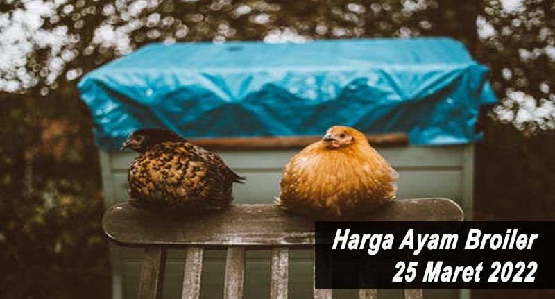 Harga Ayam Broiler 25 Maret 2022