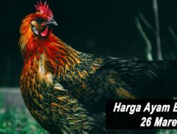 Harga Ayam Broiler Hari Ini Sabtu 26 Maret 2022: Harga di Jawa Tengah Kembali Naik Rp 500