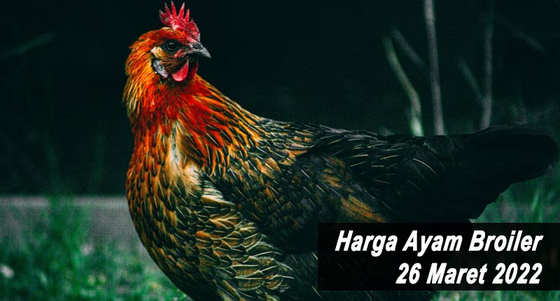 Harga Ayam Broiler 26 Maret 2022