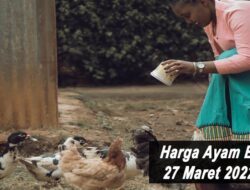 Harga Ayam Broiler Hari Ini Minggu 27 Maret 2022: Harga di Jawa Tengah Kembali Stabil Setelah Sempat Naik