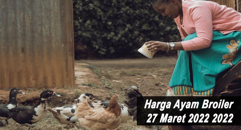 Harga Ayam Broiler 27 Maret 2022