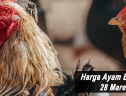 Harga Ayam Broiler Hari Ini Senin 28 Maret 2022: Harga di Bali Naik Rp 500