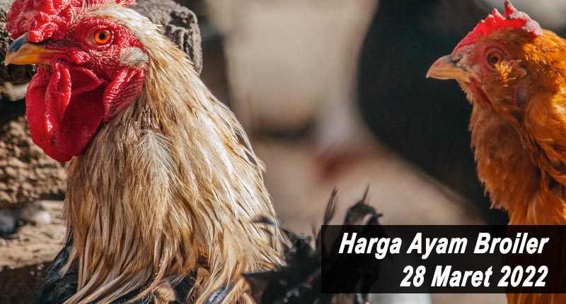 Harga Ayam Broiler 28 Maret 2022