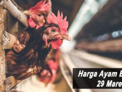 Harga Ayam Broiler Hari Ini Selasa 29 Maret 2022: Harga di Bali Kembali Stabil di Rp 21.500
