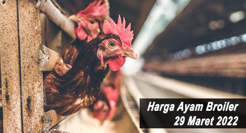 Harga Ayam Broiler 29 Maret 2022