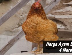 Harga Ayam Broiler Hari Ini Jumat 4 Maret 2022: Harga di JaTeng Masih Stabil di Rp 19.000