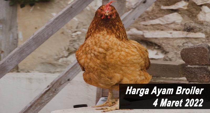 Harga Ayam Broiler 4 Maret 2022