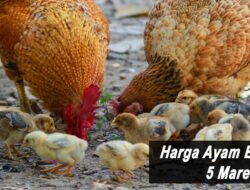 Harga Ayam Broiler Hari Ini Sabtu 5 Maret 2022: Harga di Bali Masih Stabil di Rp 18.500
