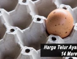 Harga Telur Ayam Ras Hari Ini Senin 14 Maret 2022: Harga di Yogyakarta Rp 21.700