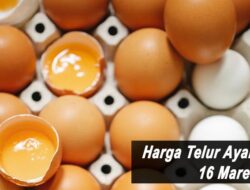 Harga Telur Ayam Ras Hari Ini Rabu 16 Maret 2022: Harga di Yogyakarta Turun Rp 200