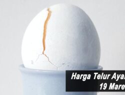 Harga Telur Ayam Ras Hari Ini Sabtu 19 Maret 2022: Harga di Blitar Kembali Naik Rp 1.000
