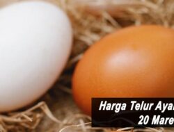 Harga Telur Ayam Ras Hari Ini Minggu 20 Maret 2022: Harga di Lampung Naik Rp 500