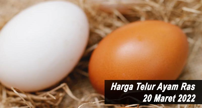 Harga Telur Ayam Ras 20 Maret 2022