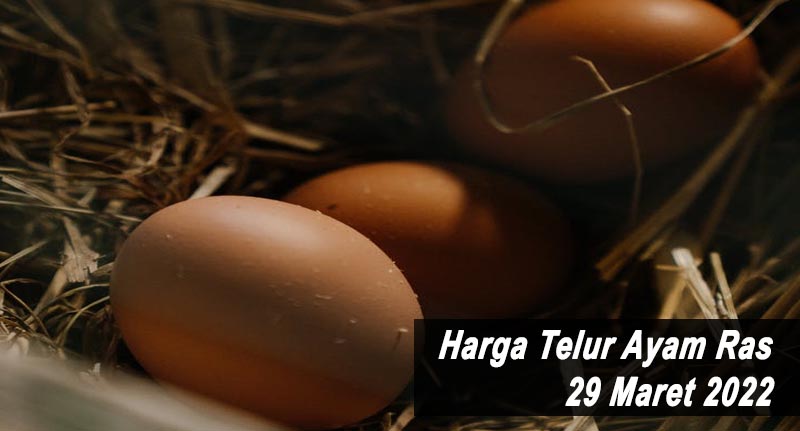 Harga Telur Ayam Ras 29 Maret 2022