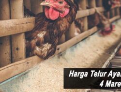 Harga Telur Ayam Ras Hari Ini Jumat 4 Maret 2022: Harga di Klaten Naik Rp 500