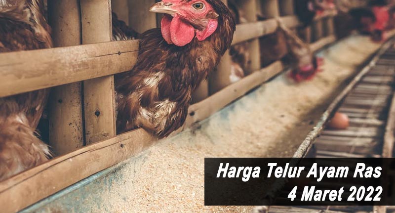 Harga Telur Ayam Ras 4 Maret 2022
