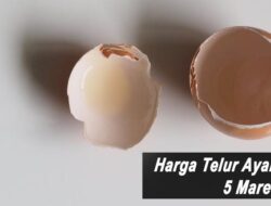 Harga Telur Ayam Ras Hari Ini Sabtu 5 Maret 2022: Harga di Yogyakarta Naik Rp 700